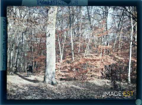 Homme en forêt  (Brin-sur-Seille)